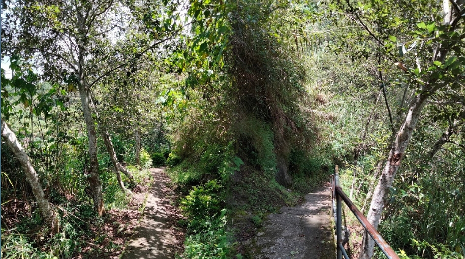 Alnus Trees Planted as Part of PITO’s Reforestation Efforts in Sagada