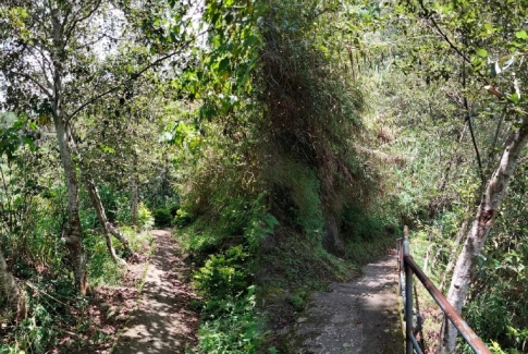 Alnus Trees Planted as Part of PITO’s Reforestation Efforts in Sagada